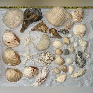 Large Sea Shells Lot Various Sizes/Types Star Fish Ocean Beach Coastal